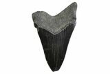 Fossil Megalodon Tooth - Georgia #338680-1
